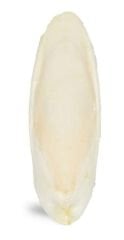 PRO BİRDS KALAMAR KEMİĞİ 10 Lu 14-16 CM