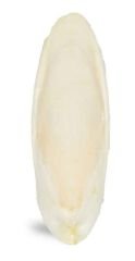PRO BİRDS KALAMAR KEMİĞİ 10 Lu 14-16 CM