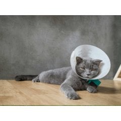 7.5cm 0.6mm Kedi Boyunluk