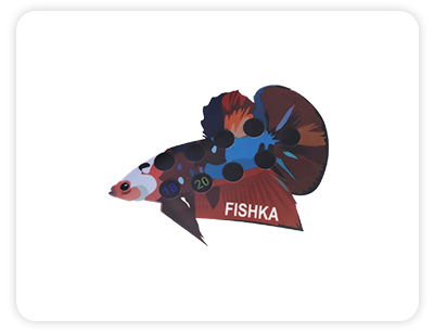 YAPIŞKAN DERECE BETTA BALIĞI