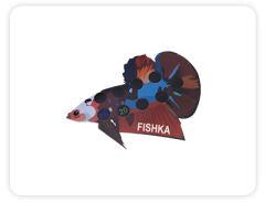 YAPIŞKAN DERECE BETTA BALIĞI