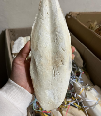 KALAMAR KEMİĞİ BÜYÜK BOY 25-30 CM1  ADET