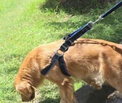 Lion-81044 Göğüs Tasması 4XL Gezdirmeli İthal